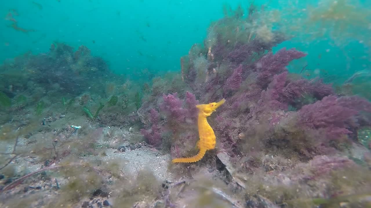 un caballito de mar amarillo brillante alimentándose y moviéndose en su entorno submarino natural filmado a 60 fps