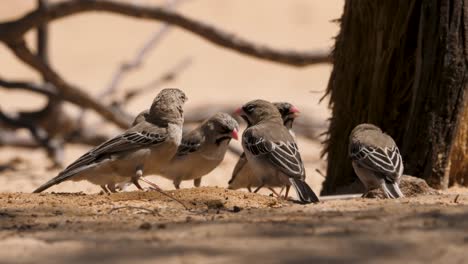 Flock-of-scaly-feathered-finch-drink-together-at-water-bowl