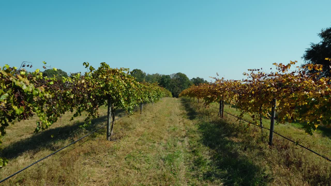 A smooth gimbal push through a vineyard row during a sunny fall day, capturing the natural beauty of the vineyard with golden leaves and rustic charm.
