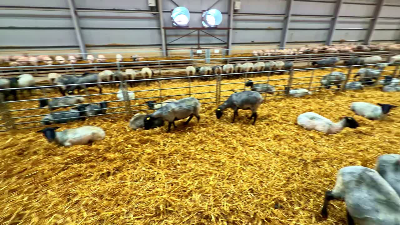 Révélant au ralenti des brebis et des agneaux mangeant à l'intérieur d'une grange de ferme, du point de vue du bétail.
