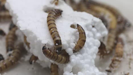 Giant-Mealworms,-also-known-as-Morios-burrowing-into-polystyrene