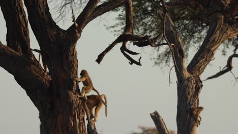 static clip of young baboons jumping and playing in a tree, khwai botswana