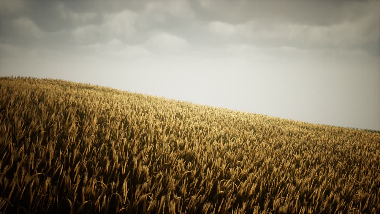 Dark stormy clouds over wheat field