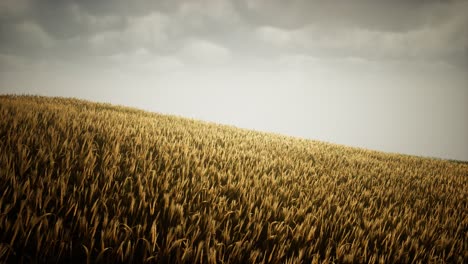 dark stormy clouds over wheat field