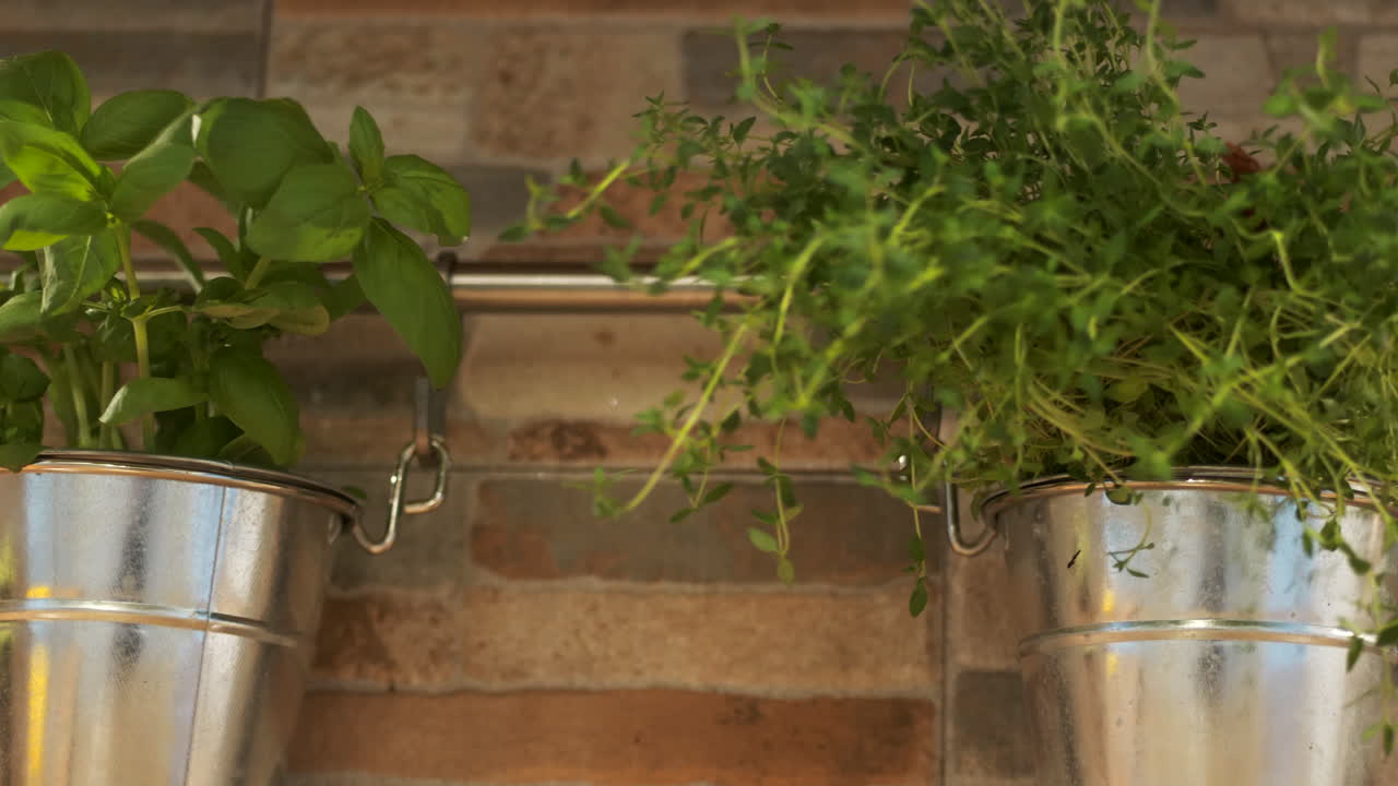 Fresh basil and thyme growing in metal pots in home kitchen, panning right view