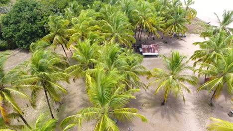 coconut trees on a beach from above in awala yalimapo. aerial view guiana