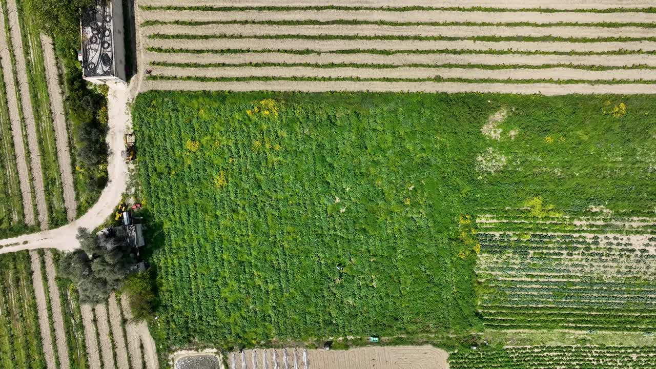 Drone descends from high to low over Maltese farmland, revealing geometric crop rows, lush green fields, and rural pathways, highlighting the island’s organized agricultural landscape.