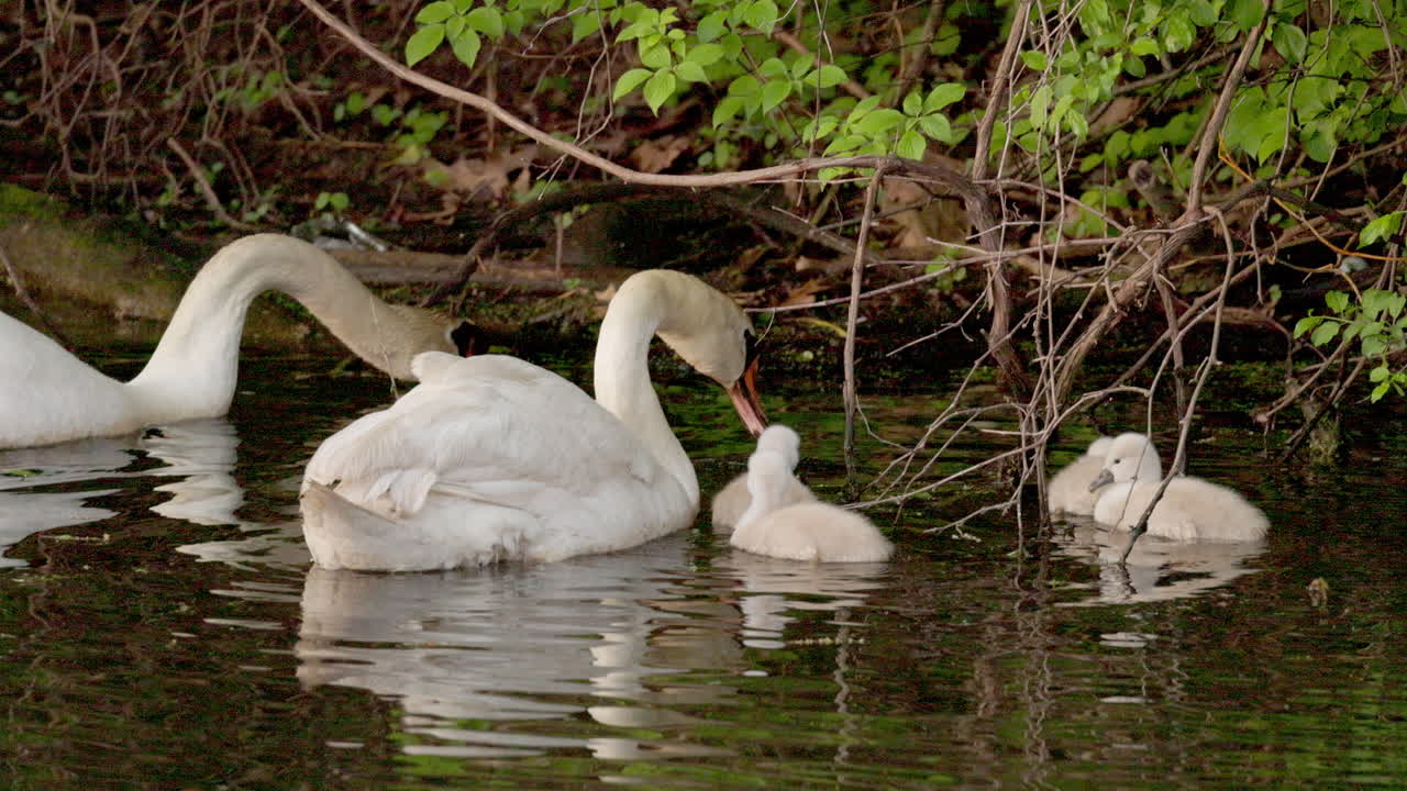 Adult swans gracefully swim with their baby cygnets on a peaceful pond.