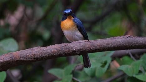 Mirando-Directamente-Hacia-La-Cámara-Mientras-La-Cámara-Se-Aleja,-Papamoscas-Azul-Indochino-Cyornis-Sumatrensis-Macho,-Tailandia