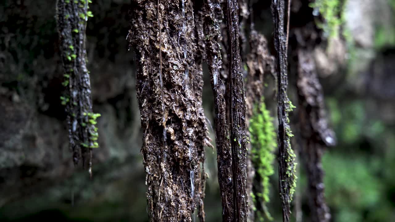 4k de agua goteando de estalactitas en la cara de una pequeña cascada que fluye sobre rocas en el bosque, gales del sur, reino unido