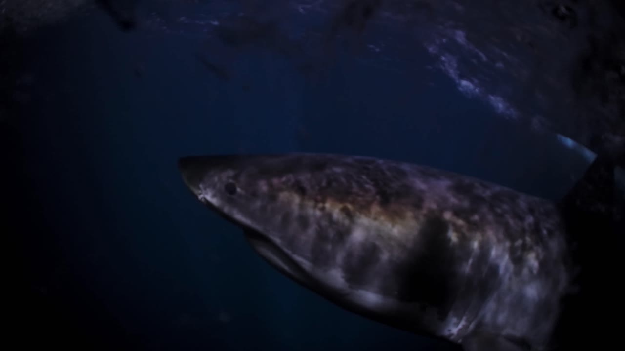 gran tiburón blanco en la noche islas de neptuno sur de australia 4k 75fps
