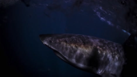 Great-White-Shark-at-night-Neptune-Islands-South-Australia-4k-75fps