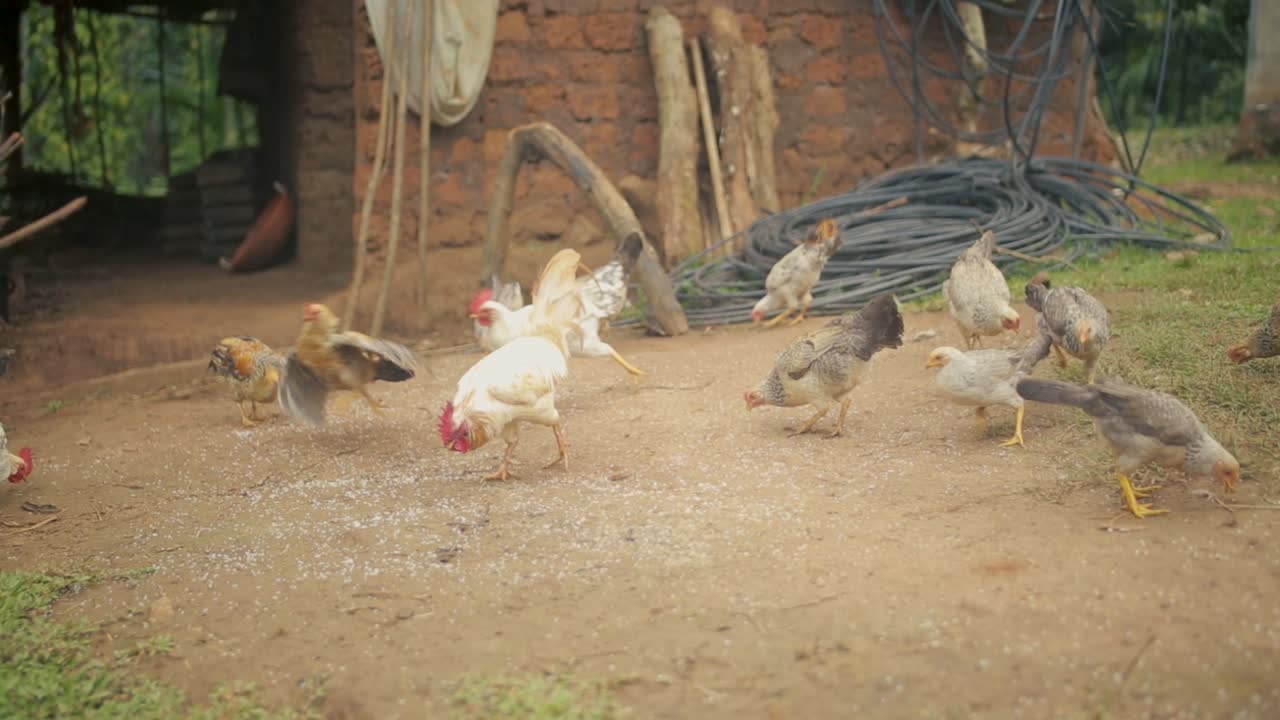 pollos comiendo cerca de la granja rústica. estático