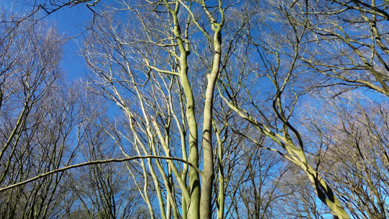 Leafless Beech Tree Against Sunny Blue Sky In The Forest Of Veluwe In The Netherlands
