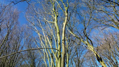 Leafless-Beech-Tree-Against-Sunny-Blue-Sky-In-The-Forest-Of-Veluwe-In-The-Netherlands