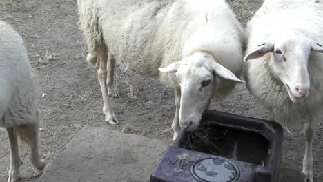 sheep drinking from water container