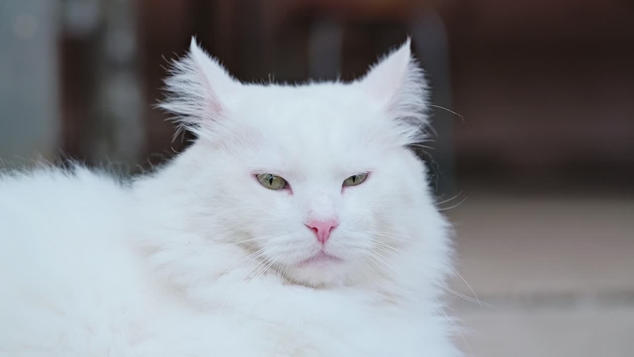 白い飼い猫が、ソフトフォーカスの田舎の風景の中で穏やかに佇んでいます。