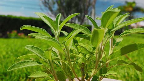 Sage-plant-is-a-wonderful-herb-for-tea,-and-medical-use