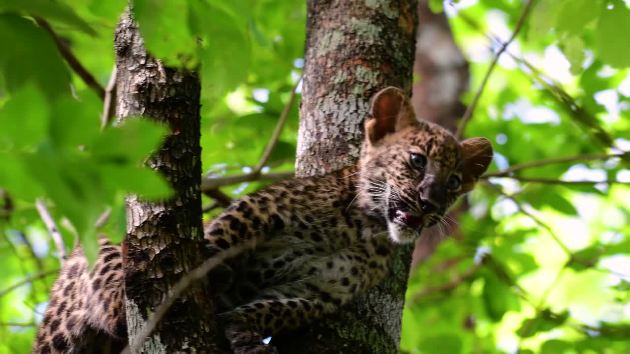 el leopardo de indochina es una especie vulnerable y uno de los grandes felinos de tailandia