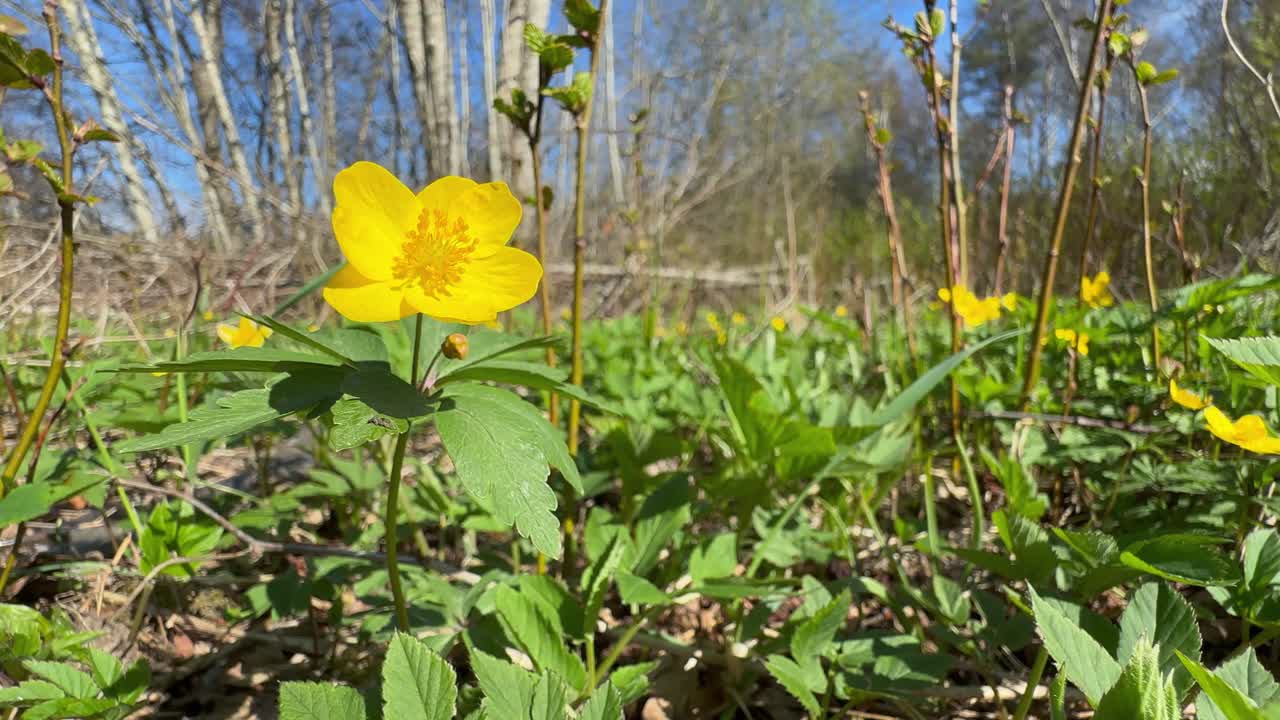 Yellow anemone (Anemonoides ranunculoides) flower moving in the wind in the wild.