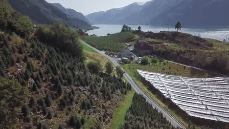 Drone-shot-of-the-countryside-of-Norway-near-a-fjord-with-a-farming-area-of-Christmas-trees