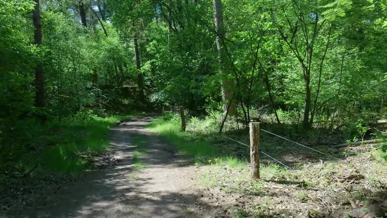 Sentiero sterrato che si snoda attraverso una foresta verde lussureggiante