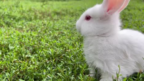 cute little white rabbit eating green grass at sunset. the rabbit is a symbol of easter and the feeling of the holiday