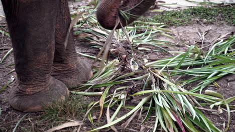 Prehensile-trunk-of-asian-elephant-picking-palm-leaves-from-ground