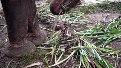 tronco prensil del elefante asiático recogiendo hojas de palma del suelo