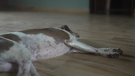 dog sleeping on a wooden floor in a cozy indoor setting during the daytime