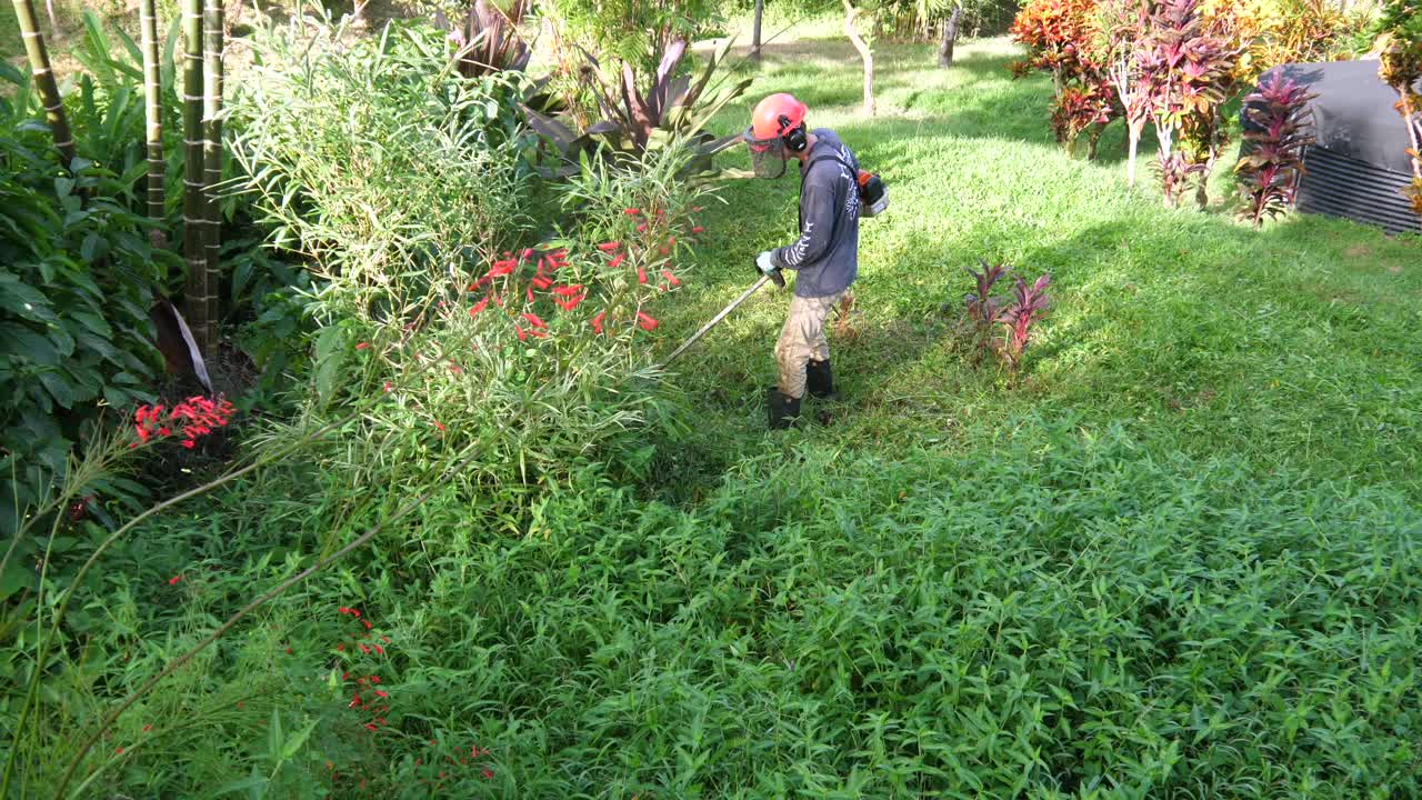 Bird's eye view of man working to weed whack an area of grass in a tropical garden