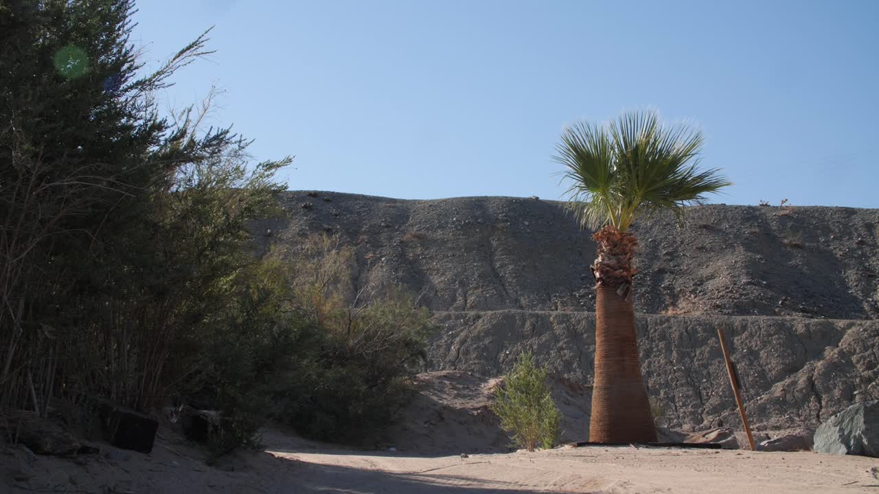 Palme in terra arida vicino al fiume Colorado