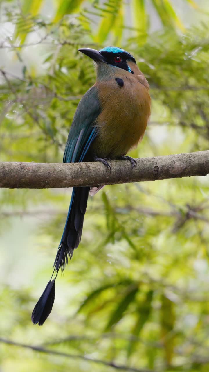 Footage of an Amazonian Motmot Barranquero Momotus momota perched on a branch in Colombia showing its vibrant colors and tropical elegance in natural habitat