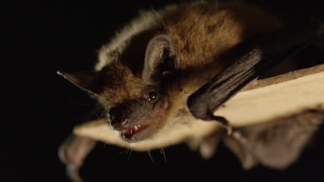 Eine-Braune-Fledermaus-Auf-Schwarzem-Hintergrund-Isoliert