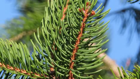 evergreen pine tree closeup of branch and pine needles waving in wind on bright blue day in spring - coniferous tree