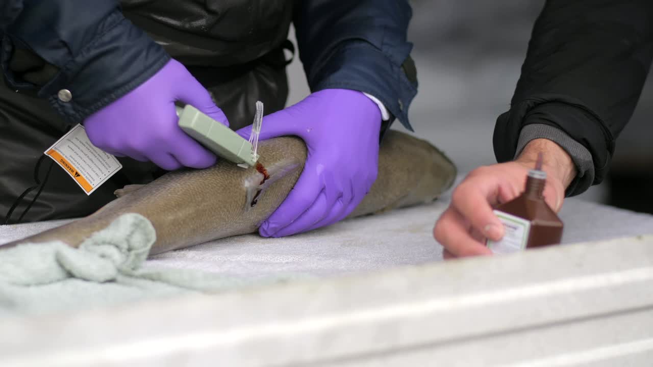 Closeup of fishery worker in gloves tagging anesthetized fish with instrument