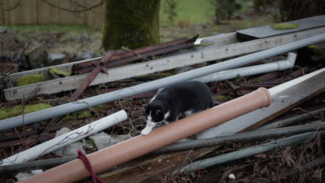 Gato-Explorando-Tierras-Abandonadas,-Con-Tuberías,-Tablones-Y-Basura.