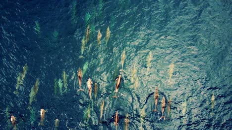 pod of spinner dolphins swims on the deep blue sea.  top view .- aerial drone shot