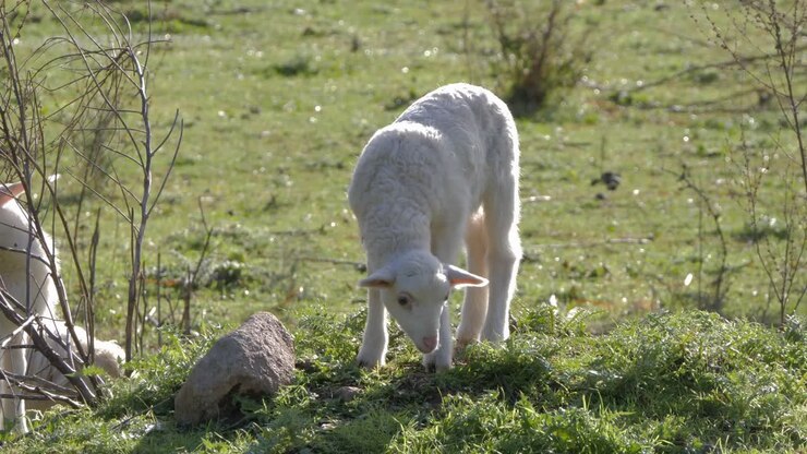 Agnello bianco, morbido e adorabile che pascola su una piccola collina in Sardegna, Italia.