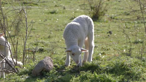 Cordero-Blanco-Adorable-Y-Suave-Pastando-En-Una-Pequeña-Colina-En-Cerdeña,-Italia