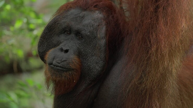 Orangutan in the Jungle
