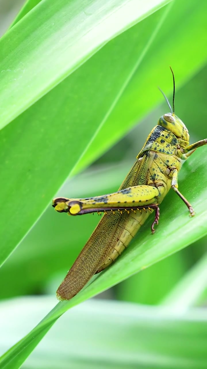 Primo piano di una cavalletta posata su fogliame verde vibrante in natura