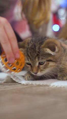 lovely kitten playing on the floor. beautiful pet plays with a plastic ball. close-up. vertical video