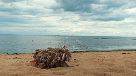 nido de pájaro en la playa