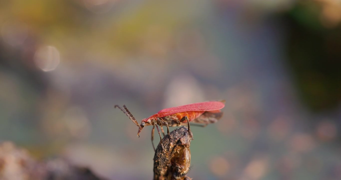 Un coléoptère lycide rouge présente un comportement de reproduction en gros plan, libérant des signaux olfactifs par une chaude journée d'été.