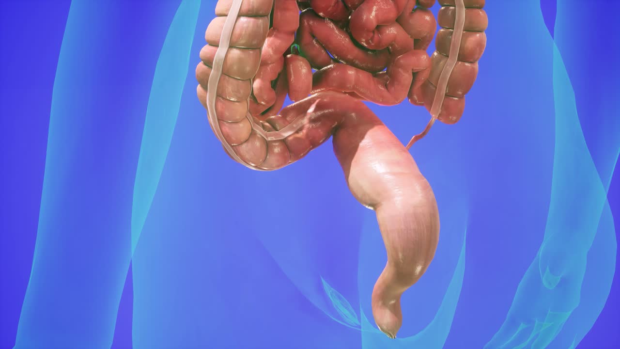 animación 3d anatómica del sistema digestivo. mostrando el cuerpo transparente, destacando el intestino y el estómago.