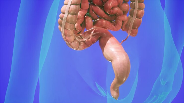Anatomical 3D animation of digestive system. Showing the transparent body, highlighting the intestine and stomach.