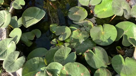 water lilies gently swaying in a pond