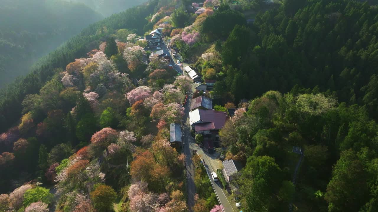 Scenic Aerial view of Japanese small village in Mount Yoshino at spring with cherry blossom flowers
