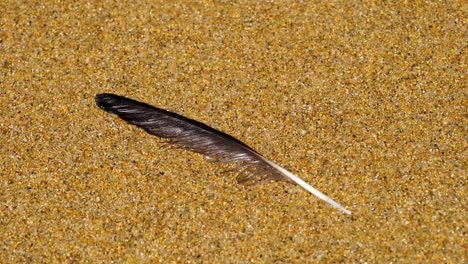 camera zooms in on a birds feather on a golden beach